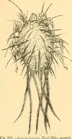 An illustration from The microscope : its history, construction, and application, being a familiar introduction to the use of the instrument, and the study of microscopial science / By Jabez Hogg ... with upwards of five hundred engravings and coloured illustrations by Tuffen West. (1867)