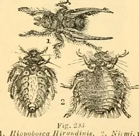 An illustration from The microscope : its history, construction, and application, being a familiar introduction to the use of the instrument, and the study of microscopial science / By Jabez Hogg ... with upwards of five hundred engravings and coloured illustrations by Tuffen West. (1867)