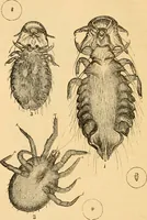 An illustration from The microscope : its history, construction, and application, being a familiar introduction to the use of the instrument, and the study of microscopial science / By Jabez Hogg ... with upwards of five hundred engravings and coloured illustrations by Tuffen West. (1867)