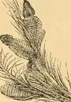An illustration from The microscope : its history, construction, and application, being a familiar introduction to the use of the instrument, and the study of microscopial science / By Jabez Hogg ... with upwards of five hundred engravings and coloured illustrations by Tuffen West. (1867)
