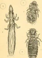 An illustration from The microscope : its history, construction, and application, being a familiar introduction to the use of the instrument, and the study of microscopial science / By Jabez Hogg ... with upwards of five hundred engravings and coloured illustrations by Tuffen West. (1867)