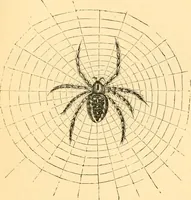 An illustration from The microscope : its history, construction, and application, being a familiar introduction to the use of the instrument, and the study of microscopial science / By Jabez Hogg ... with upwards of five hundred engravings and coloured illustrations by Tuffen West. (1867)