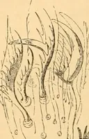 An illustration from The microscope : its history, construction, and application, being a familiar introduction to the use of the instrument, and the study of microscopial science / By Jabez Hogg ... with upwards of five hundred engravings and coloured illustrations by Tuffen West. (1867)