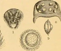 An illustration from The microscope : its history, construction, and application, being a familiar introduction to the use of the instrument, and the study of microscopial science / By Jabez Hogg ... with upwards of five hundred engravings and coloured illustrations by Tuffen West. (1867)