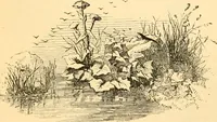 An illustration from The microscope : its history, construction, and application, being a familiar introduction to the use of the instrument, and the study of microscopial science / By Jabez Hogg ... with upwards of five hundred engravings and coloured illustrations by Tuffen West. (1867)