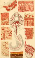 An illustration from The microscope : its history, construction, and application, being a familiar introduction to the use of the instrument, and the study of microscopial science / By Jabez Hogg ... with upwards of five hundred engravings and coloured illustrations by Tuffen West. (1867)