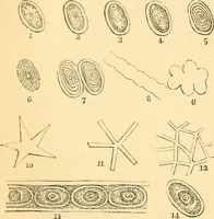 An illustration from The microscope : its history, construction, and application, being a familiar introduction to the use of the instrument, and the study of microscopial science / By Jabez Hogg ... with upwards of five hundred engravings and coloured illustrations by Tuffen West. (1867)