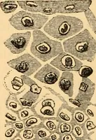 An illustration from The microscope : its history, construction, and application, being a familiar introduction to the use of the instrument, and the study of microscopial science / By Jabez Hogg ... with upwards of five hundred engravings and coloured illustrations by Tuffen West. (1867)