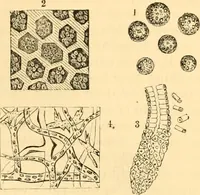An illustration from The microscope : its history, construction, and application, being a familiar introduction to the use of the instrument, and the study of microscopial science / By Jabez Hogg ... with upwards of five hundred engravings and coloured illustrations by Tuffen West. (1867)