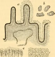 An illustration from The microscope : its history, construction, and application, being a familiar introduction to the use of the instrument, and the study of microscopial science / By Jabez Hogg ... with upwards of five hundred engravings and coloured illustrations by Tuffen West. (1867)