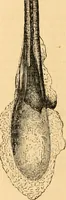 An illustration from The microscope : its history, construction, and application, being a familiar introduction to the use of the instrument, and the study of microscopial science / By Jabez Hogg ... with upwards of five hundred engravings and coloured illustrations by Tuffen West. (1867)
