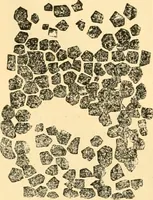 An illustration from The microscope : its history, construction, and application, being a familiar introduction to the use of the instrument, and the study of microscopial science / By Jabez Hogg ... with upwards of five hundred engravings and coloured illustrations by Tuffen West. (1867)