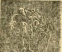 An illustration from The microscope : its history, construction, and application, being a familiar introduction to the use of the instrument, and the study of microscopial science / By Jabez Hogg ... with upwards of five hundred engravings and coloured illustrations by Tuffen West. (1867)
