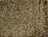 An illustration from The microscope : its history, construction, and application, being a familiar introduction to the use of the instrument, and the study of microscopial science / By Jabez Hogg ... with upwards of five hundred engravings and coloured illustrations by Tuffen West. (1867)
