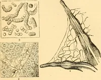 An illustration from The microscope : its history, construction, and application, being a familiar introduction to the use of the instrument, and the study of microscopial science / By Jabez Hogg ... with upwards of five hundred engravings and coloured illustrations by Tuffen West. (1867)
