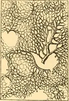 An illustration from The microscope : its history, construction, and application, being a familiar introduction to the use of the instrument, and the study of microscopial science / By Jabez Hogg ... with upwards of five hundred engravings and coloured illustrations by Tuffen West. (1867)