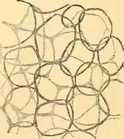 An illustration from The microscope : its history, construction, and application, being a familiar introduction to the use of the instrument, and the study of microscopial science / By Jabez Hogg ... with upwards of five hundred engravings and coloured illustrations by Tuffen West. (1867)