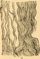 An illustration from The microscope : its history, construction, and application, being a familiar introduction to the use of the instrument, and the study of microscopial science / By Jabez Hogg ... with upwards of five hundred engravings and coloured illustrations by Tuffen West. (1867)