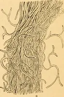 An illustration from The microscope : its history, construction, and application, being a familiar introduction to the use of the instrument, and the study of microscopial science / By Jabez Hogg ... with upwards of five hundred engravings and coloured illustrations by Tuffen West. (1867)