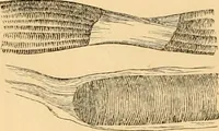 An illustration from The microscope : its history, construction, and application, being a familiar introduction to the use of the instrument, and the study of microscopial science / By Jabez Hogg ... with upwards of five hundred engravings and coloured illustrations by Tuffen West. (1867)