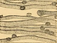 An illustration from The microscope : its history, construction, and application, being a familiar introduction to the use of the instrument, and the study of microscopial science / By Jabez Hogg ... with upwards of five hundred engravings and coloured illustrations by Tuffen West. (1867)