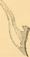 An illustration from The microscope : its history, construction, and application, being a familiar introduction to the use of the instrument, and the study of microscopial science / By Jabez Hogg ... with upwards of five hundred engravings and coloured illustrations by Tuffen West. (1867)