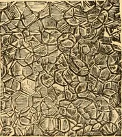 An illustration from The microscope : its history, construction, and application, being a familiar introduction to the use of the instrument, and the study of microscopial science / By Jabez Hogg ... with upwards of five hundred engravings and coloured illustrations by Tuffen West. (1867)