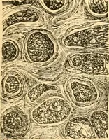 An illustration from The microscope : its history, construction, and application, being a familiar introduction to the use of the instrument, and the study of microscopial science / By Jabez Hogg ... with upwards of five hundred engravings and coloured illustrations by Tuffen West. (1867)