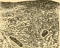 An illustration from The microscope : its history, construction, and application, being a familiar introduction to the use of the instrument, and the study of microscopial science / By Jabez Hogg ... with upwards of five hundred engravings and coloured illustrations by Tuffen West. (1867)