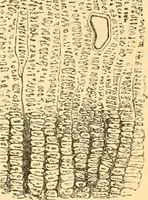 An illustration from The microscope : its history, construction, and application, being a familiar introduction to the use of the instrument, and the study of microscopial science / By Jabez Hogg ... with upwards of five hundred engravings and coloured illustrations by Tuffen West. (1867)