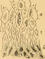 An illustration from The microscope : its history, construction, and application, being a familiar introduction to the use of the instrument, and the study of microscopial science / By Jabez Hogg ... with upwards of five hundred engravings and coloured illustrations by Tuffen West. (1867)