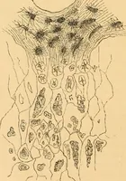 An illustration from The microscope : its history, construction, and application, being a familiar introduction to the use of the instrument, and the study of microscopial science / By Jabez Hogg ... with upwards of five hundred engravings and coloured illustrations by Tuffen West. (1867)