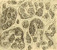 An illustration from The microscope : its history, construction, and application, being a familiar introduction to the use of the instrument, and the study of microscopial science / By Jabez Hogg ... with upwards of five hundred engravings and coloured illustrations by Tuffen West. (1867)