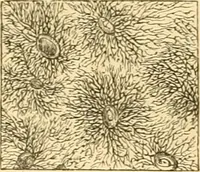 An illustration from The microscope : its history, construction, and application, being a familiar introduction to the use of the instrument, and the study of microscopial science / By Jabez Hogg ... with upwards of five hundred engravings and coloured illustrations by Tuffen West. (1867)