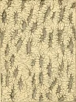 An illustration from The microscope : its history, construction, and application, being a familiar introduction to the use of the instrument, and the study of microscopial science / By Jabez Hogg ... with upwards of five hundred engravings and coloured illustrations by Tuffen West. (1867)