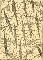 An illustration from The microscope : its history, construction, and application, being a familiar introduction to the use of the instrument, and the study of microscopial science / By Jabez Hogg ... with upwards of five hundred engravings and coloured illustrations by Tuffen West. (1867)