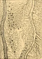 An illustration from The microscope : its history, construction, and application, being a familiar introduction to the use of the instrument, and the study of microscopial science / By Jabez Hogg ... with upwards of five hundred engravings and coloured illustrations by Tuffen West. (1867)