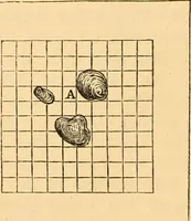 An illustration from The microscope : its history, construction, and application, being a familiar introduction to the use of the instrument, and the study of microscopial science / By Jabez Hogg ... with upwards of five hundred engravings and coloured illustrations by Tuffen West. (1867)