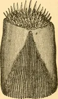 An illustration from The microscope : its history, construction, and application, being a familiar introduction to the use of the instrument, and the study of microscopial science / By Jabez Hogg ... with upwards of five hundred engravings and coloured illustrations by Tuffen West. (1867)