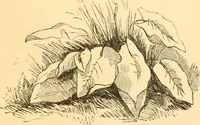 An illustration from The microscope : its history, construction, and application, being a familiar introduction to the use of the instrument, and the study of microscopial science / By Jabez Hogg ... with upwards of five hundred engravings and coloured illustrations by Tuffen West. (1867)