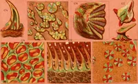 An illustration from The microscope : its history, construction, and application, being a familiar introduction to the use of the instrument, and the study of microscopial science / By Jabez Hogg ... with upwards of five hundred engravings and coloured illustrations by Tuffen West. (1867)