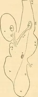 An illustration from The mysteries of human nature explained by a new system of nervous physiology : to which is added, a review of the errors of spiritualism, and instructions for developing or resisting the influence by which subjects and mediums are made / by J. Stanley Grimes. (1860)
