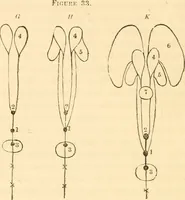 Picture 19 of 40 from The mysteries of human nature explained by a new system of nervous physiology : to which is added, a review of the errors of spiritualism, and instructions for developing or resisting the influence by which subjects and mediums are made / by J. Stanley Grimes. (1860), leaf 134
