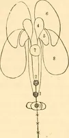 An illustration from The mysteries of human nature explained by a new system of nervous physiology : to which is added, a review of the errors of spiritualism, and instructions for developing or resisting the influence by which subjects and mediums are made / by J. Stanley Grimes. (1860)
