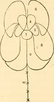 Picture 21 of 40 from The mysteries of human nature explained by a new system of nervous physiology : to which is added, a review of the errors of spiritualism, and instructions for developing or resisting the influence by which subjects and mediums are made / by J. Stanley Grimes. (1860), leaf 136