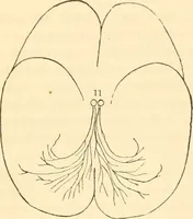 An illustration from The mysteries of human nature explained by a new system of nervous physiology : to which is added, a review of the errors of spiritualism, and instructions for developing or resisting the influence by which subjects and mediums are made / by J. Stanley Grimes. (1860)