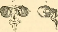 Picture 23 of 40 from The mysteries of human nature explained by a new system of nervous physiology : to which is added, a review of the errors of spiritualism, and instructions for developing or resisting the influence by which subjects and mediums are made / by J. Stanley Grimes. (1860), leaf 143