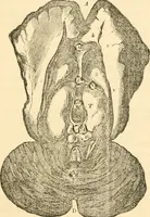 An illustration from The mysteries of human nature explained by a new system of nervous physiology : to which is added, a review of the errors of spiritualism, and instructions for developing or resisting the influence by which subjects and mediums are made / by J. Stanley Grimes. (1860)