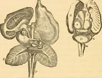 An illustration from The mysteries of human nature explained by a new system of nervous physiology : to which is added, a review of the errors of spiritualism, and instructions for developing or resisting the influence by which subjects and mediums are made / by J. Stanley Grimes. (1860)