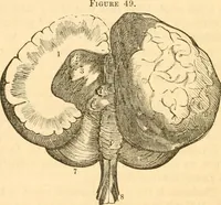 Picture 27 of 40 from The mysteries of human nature explained by a new system of nervous physiology : to which is added, a review of the errors of spiritualism, and instructions for developing or resisting the influence by which subjects and mediums are made / by J. Stanley Grimes. (1860), leaf 180